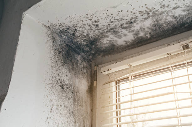 Affordable Black Mold Remediation solutions in Bryantown, MD
