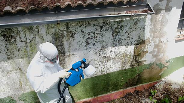 Top rated local Black Mold Remediation specialists in Bryantown, MD